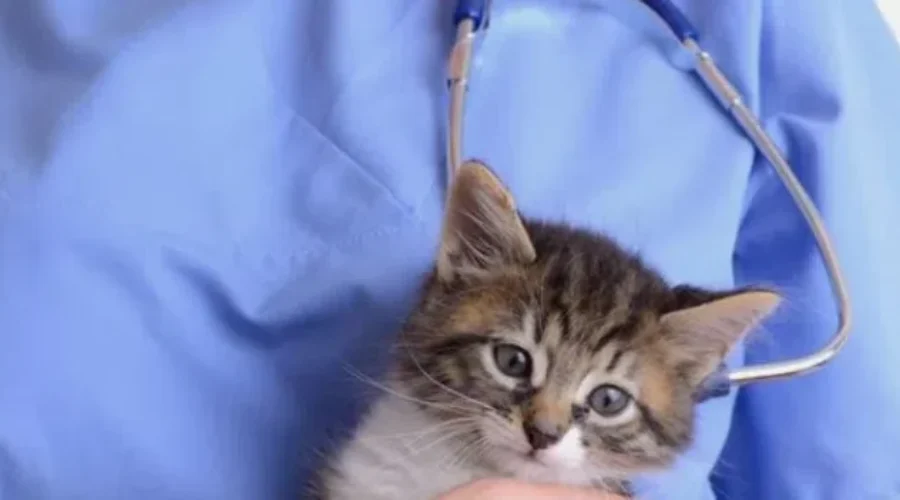 New vet assistants ready to join workforce, fill gaps