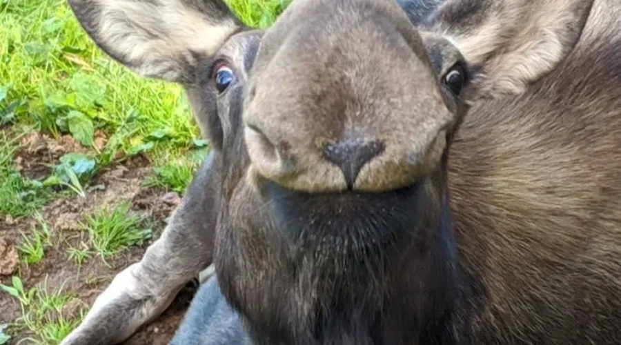 Shubenacadie Wildlife Park’s beloved moose passes away