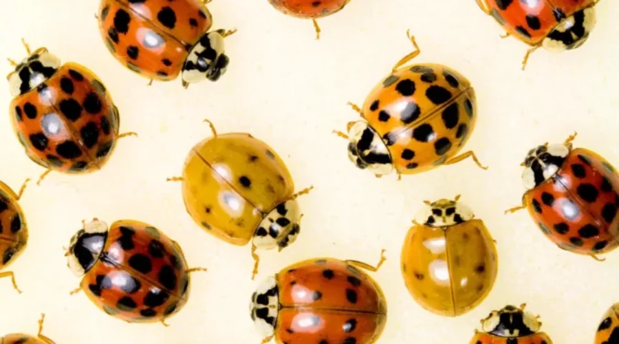 The Non Ladybugs Are Back! Here’s How To Get Rid Of Them