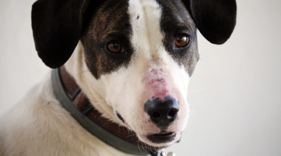 Overwhelmed Antigonish dog shelter pleads for help