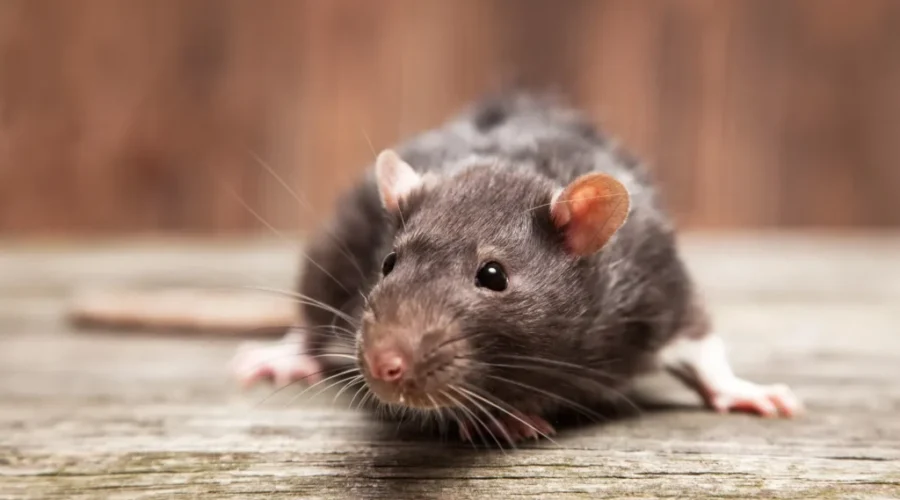 Here’s The “Rattiest” Towns In The Maritimes!