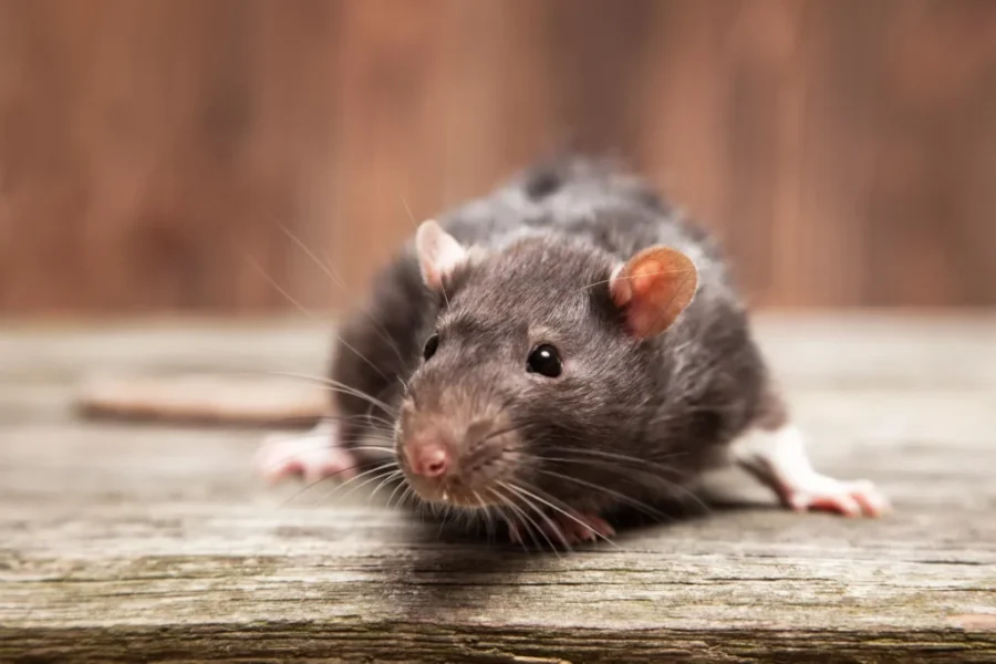 Here’s The “Rattiest” Towns In The Maritimes!