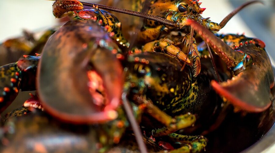 Lunenburg RCMP investigating lobster theft