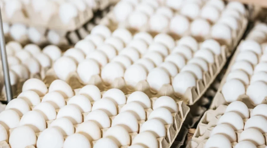Eggs recalled due to Salmonella