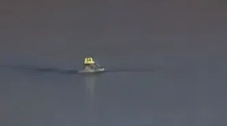 Does That Seal Have A Hat On!???