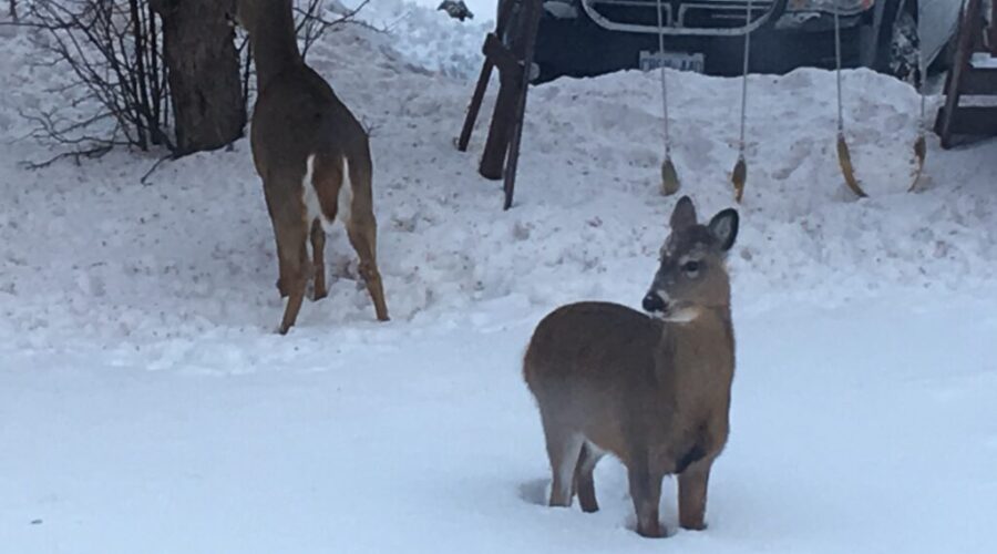 Province is willing to re-evaluate tactics to reduce deer population