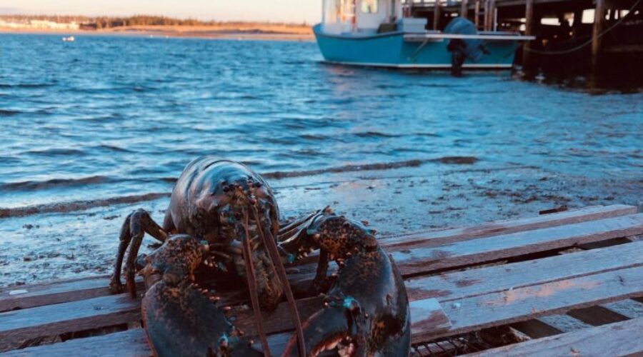 Lobster Crawl kicks off to celebrate Nova Scotia’s largest export