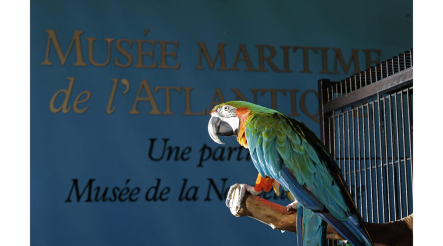 Merlin the macaw flying high since landing at new Ontario home