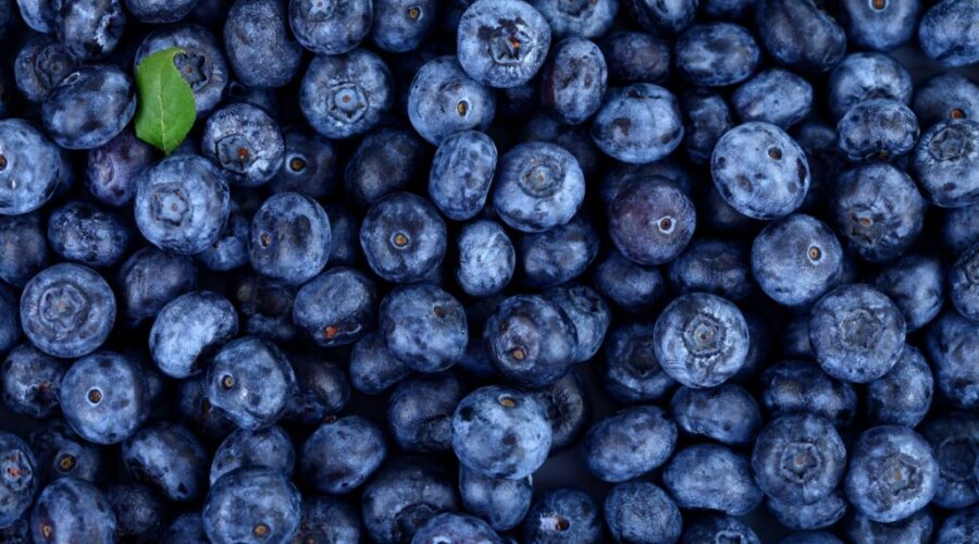 N.S. blueberry farms concerned about possible U.S. tariffs