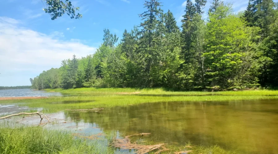 ‘Unsung heroes’: nature conservancy brings awareness on World Wetlands Day
