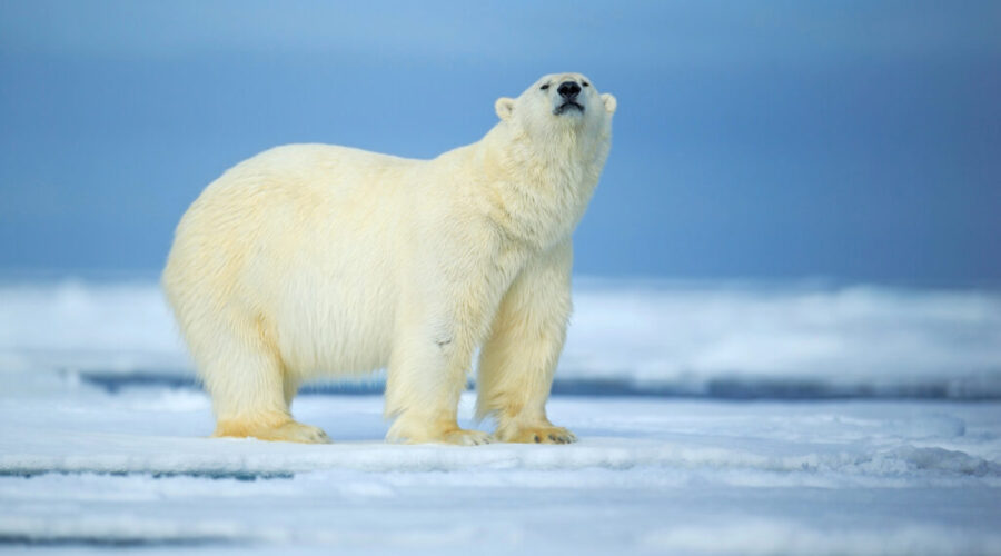 Feds plan to expand Arctic military operations