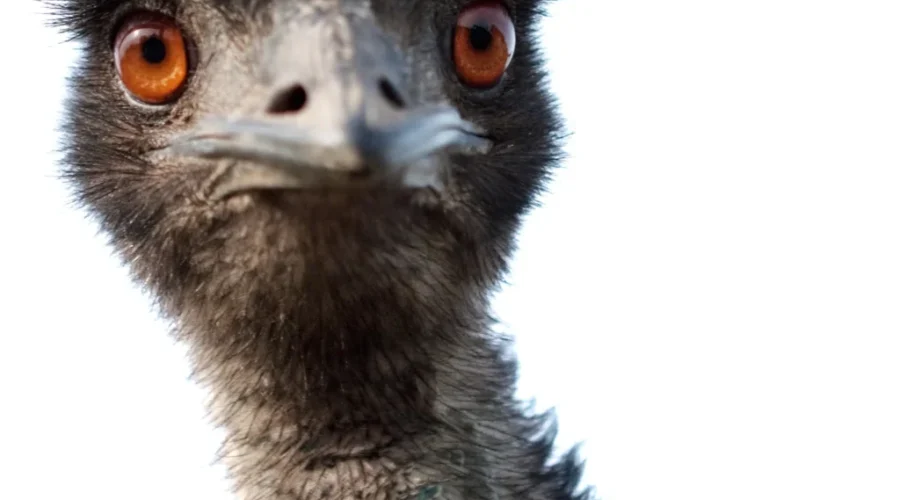 Fluff The Emu Is Back Home!