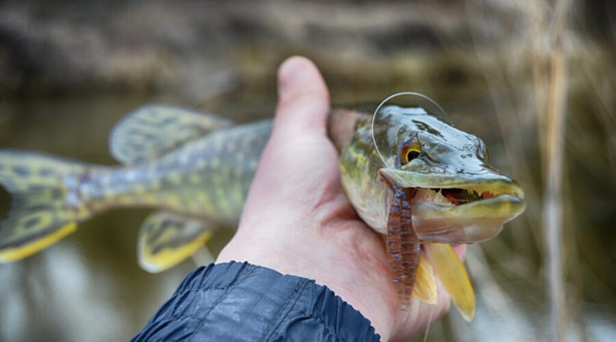 Nova Scotia changes rules, requires anglers to kill all chain pickerel