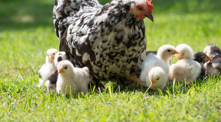 MODL to alter proposed livestock rules after backlash from residents