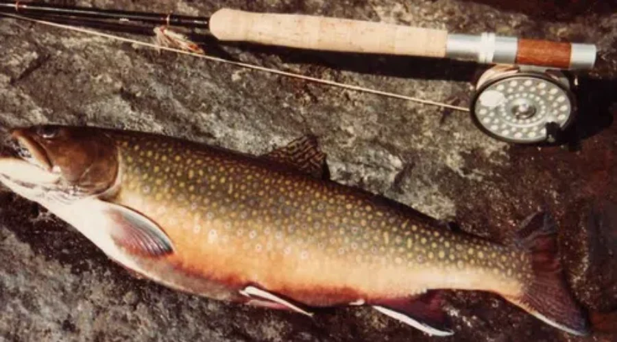 Fishing Season If Fast Approaching! FYI-You Can Buy Your License Online!