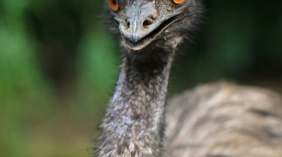 Update: Missing Emu safe at home after spotted on Hwy 103