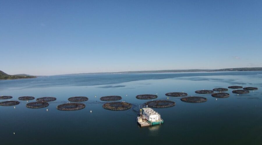 Aquaculture businesses receive funding to reduce emissions