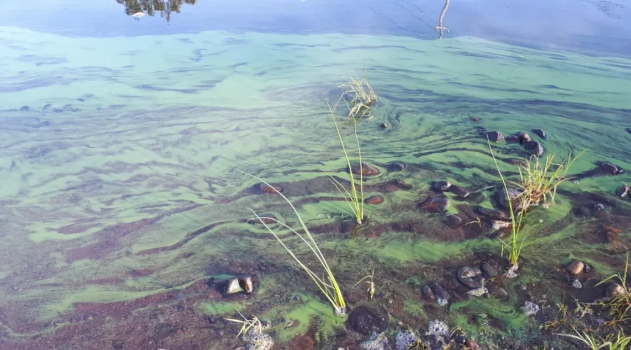 Blue-green algae season is just about here