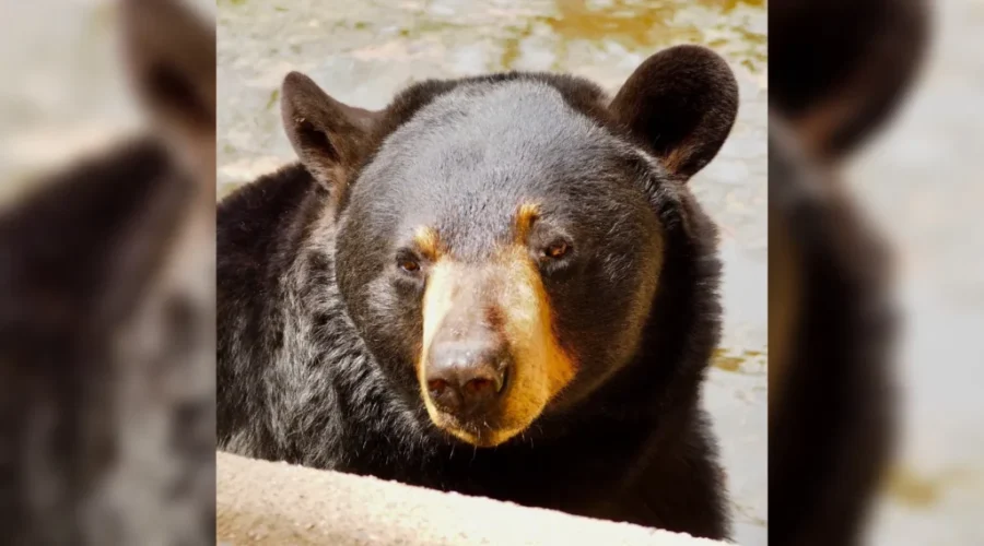 Resident bear at Shubenacadie Wildlife Park in N.S. passes away