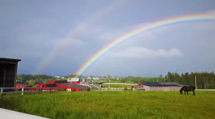 N.S. farm asks for no fireworks from neighbours to avoid spooking horses