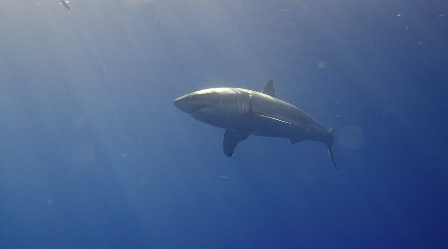 Great white shark detected off Richmond County, Cape Breton