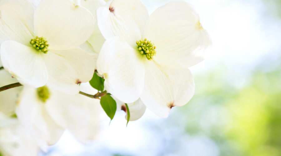 Queens County celebrates dogwood trees planted over 20 years ago