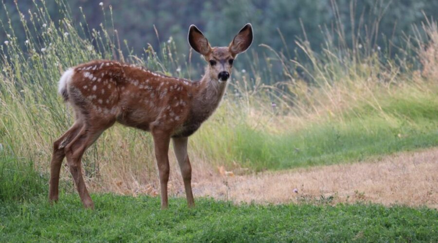 Applications open for N.S. antlerless deer draw