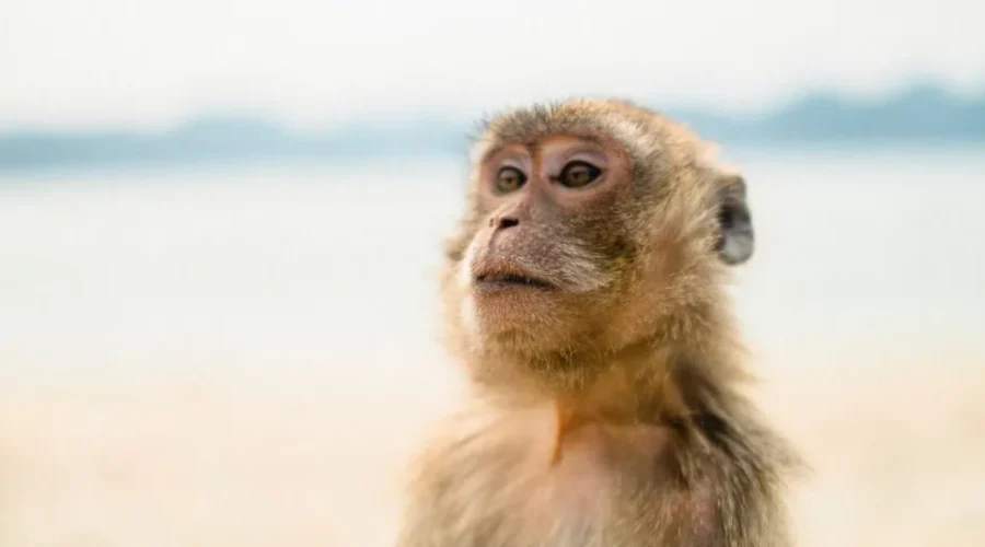 Do You Remember Sea Monkeys!?