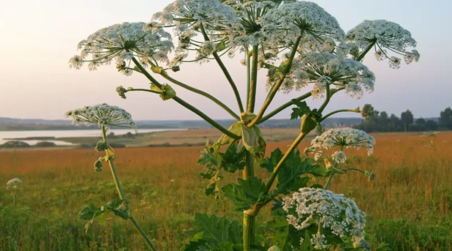 These Are The Most Dangerous Plants In Nova Scotia