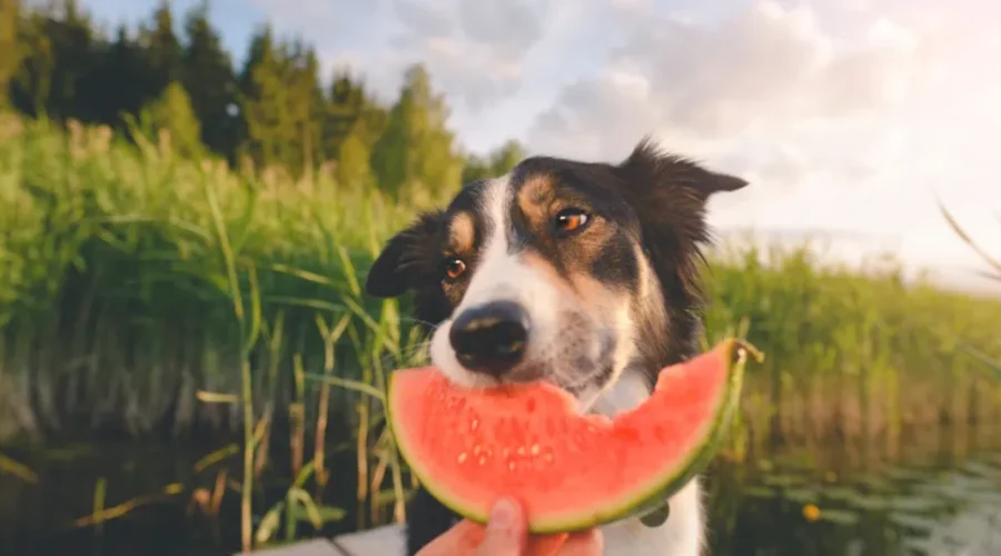 Here’s Some Summer Treat Ideas For Your Pup!