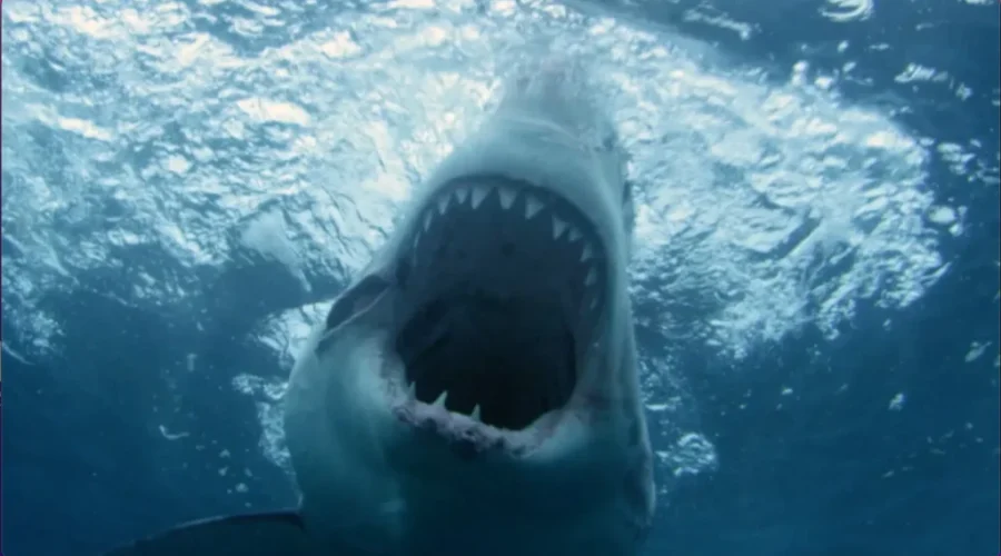 Shark Week Will Have A Nova Scotia Twist This Year