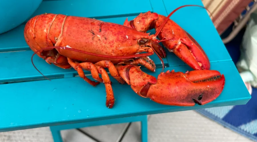 New play set in Shag Harbour brings together aliens and lobster fishing
