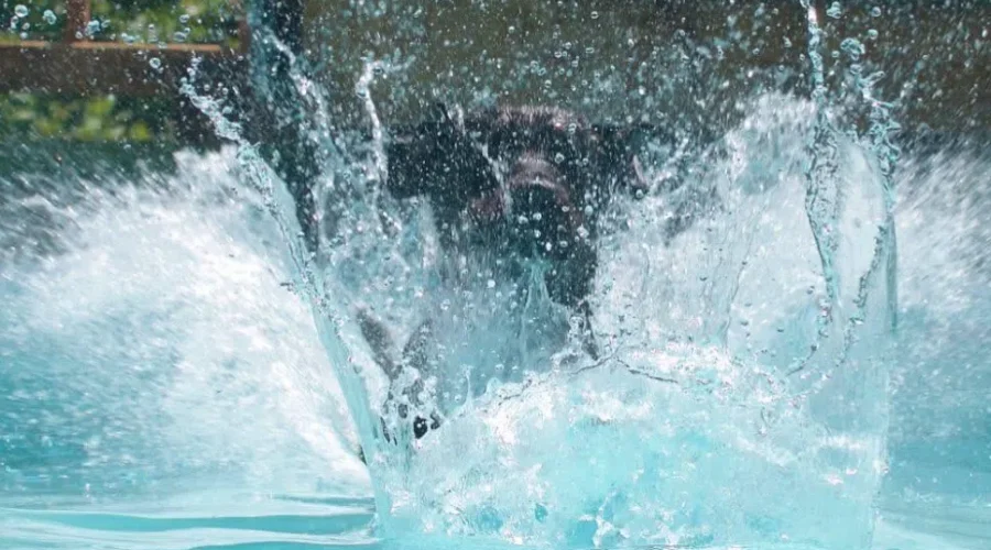 N.S. doggy splash pad bursting with popularity