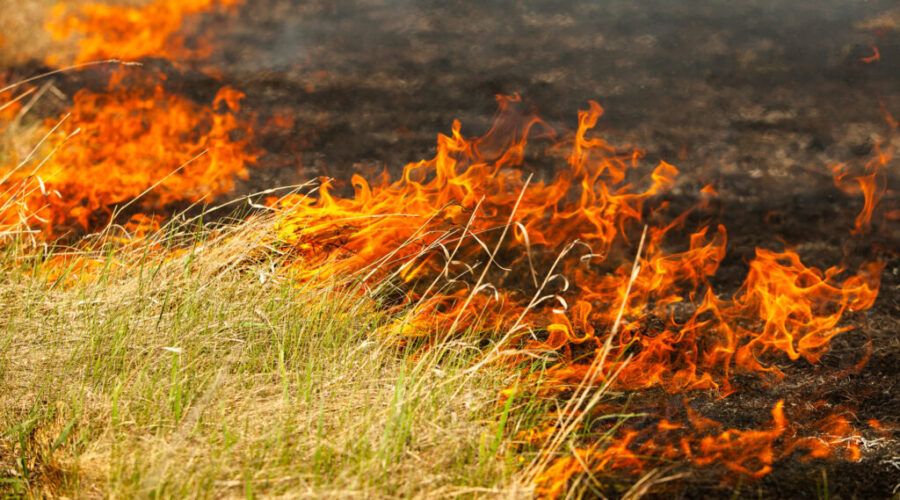 RCMP, DNR investigating ‘intentional’ grass fires near Oxford