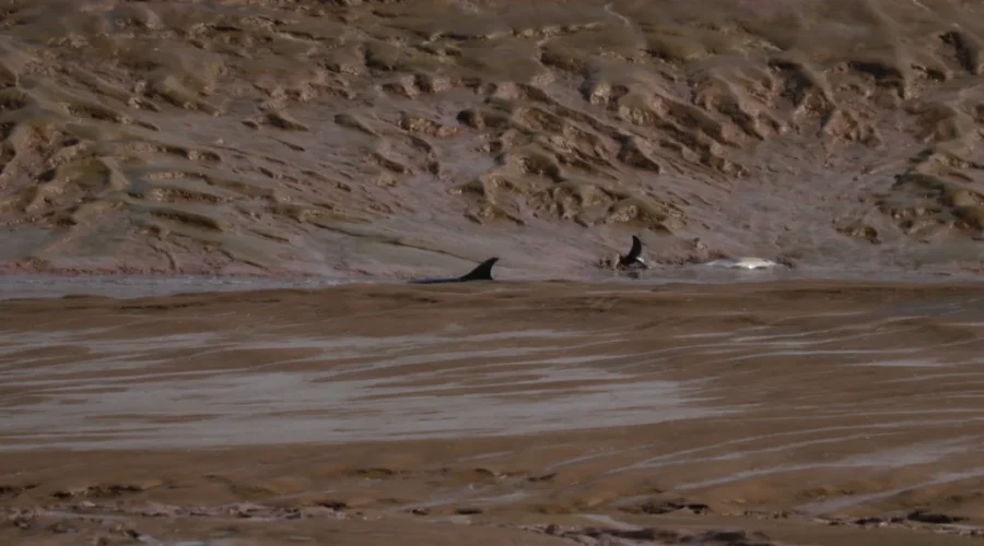 Over a dozen dolphins rescued from stranding near Canning