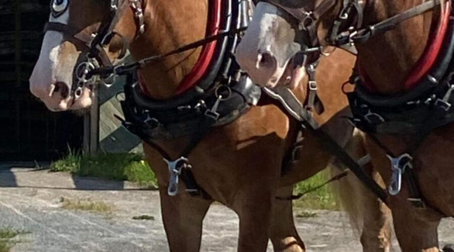 Shelburne County Exhibition on until Saturday