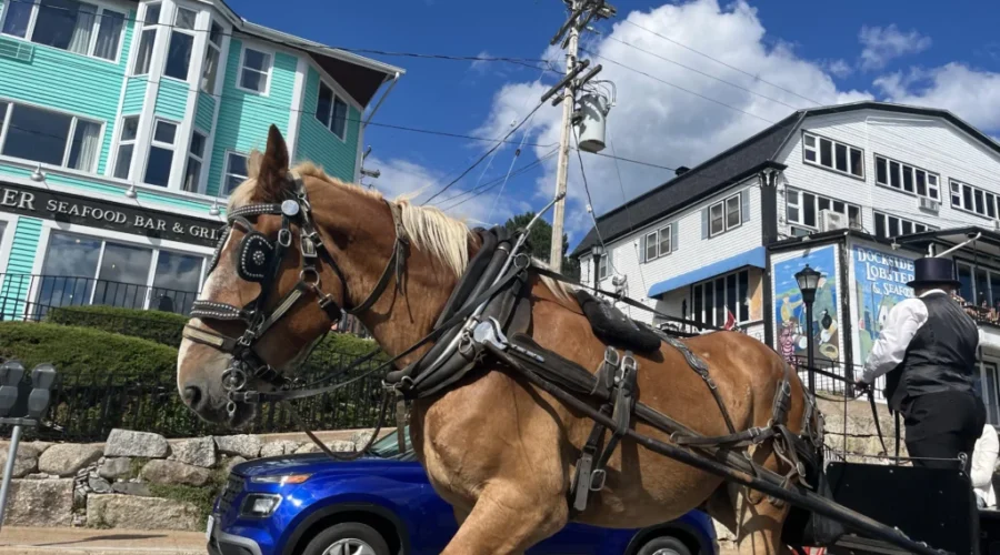 Lunenburg says carriage horses are being cared for, by-law to be reviewed