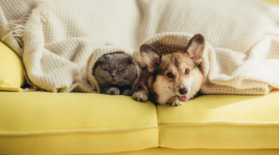 Pet Insurance! Ever Think Of Getting It? Here’s How Much It Could Cost!