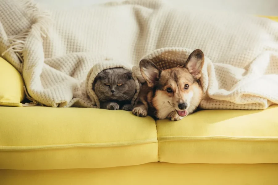 Pet Insurance! Ever Think Of Getting It? Here’s How Much It Could Cost!