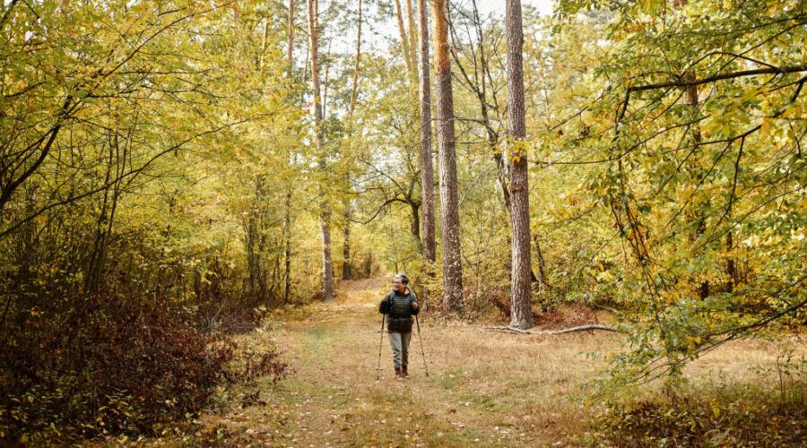 Forest Nova Scotia is giving away 10K seedlings