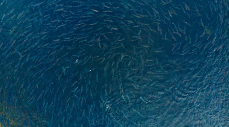 N.S. to cut red-tape on aquaculture projects to speed up approvals