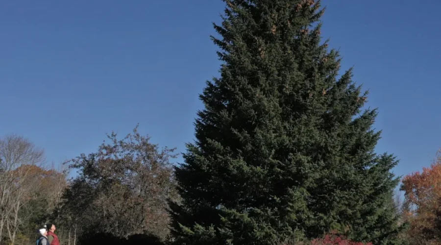 N.S.’s 2025 Tree for Boston is from Lunenburg County
