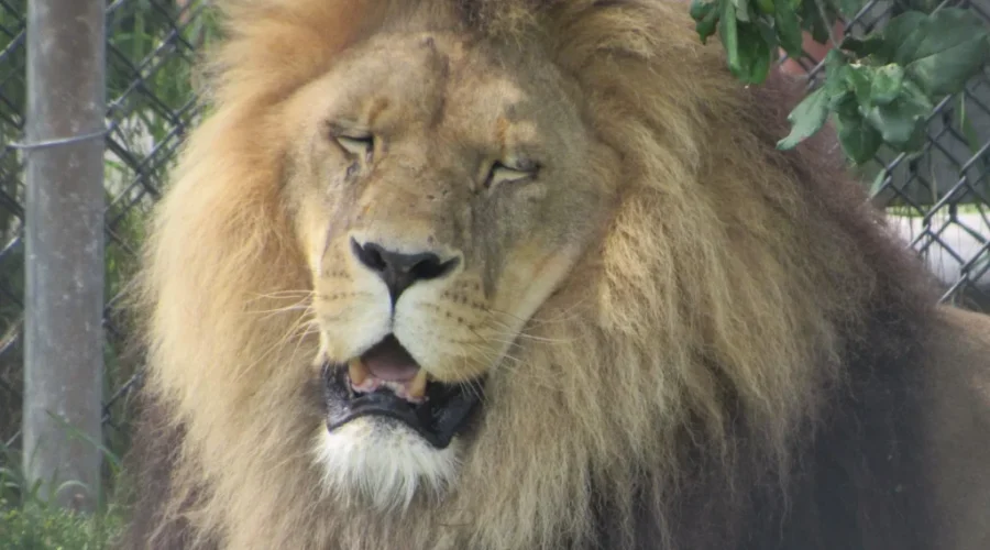 Beloved big cat at Magnetic Hill Zoo passes away