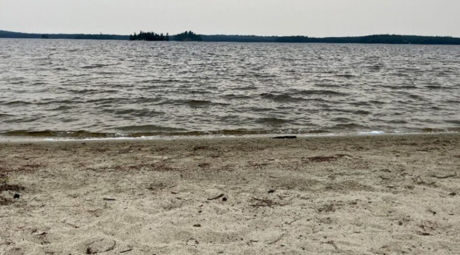 Young pilot whale saved in Cow Bay