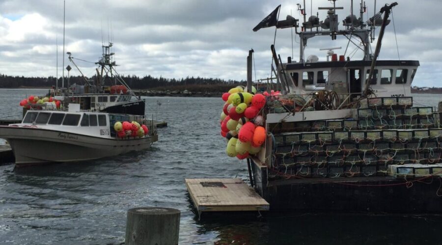 Lobster fishers hoping for fair prices as Dumping Day nears