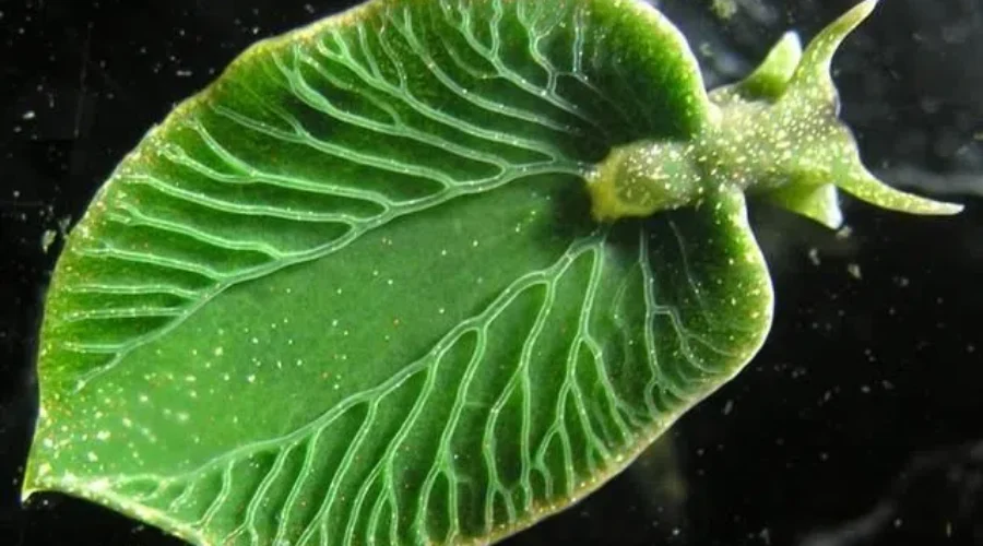 Aquatic Species Rediscovered In Nova Scotia