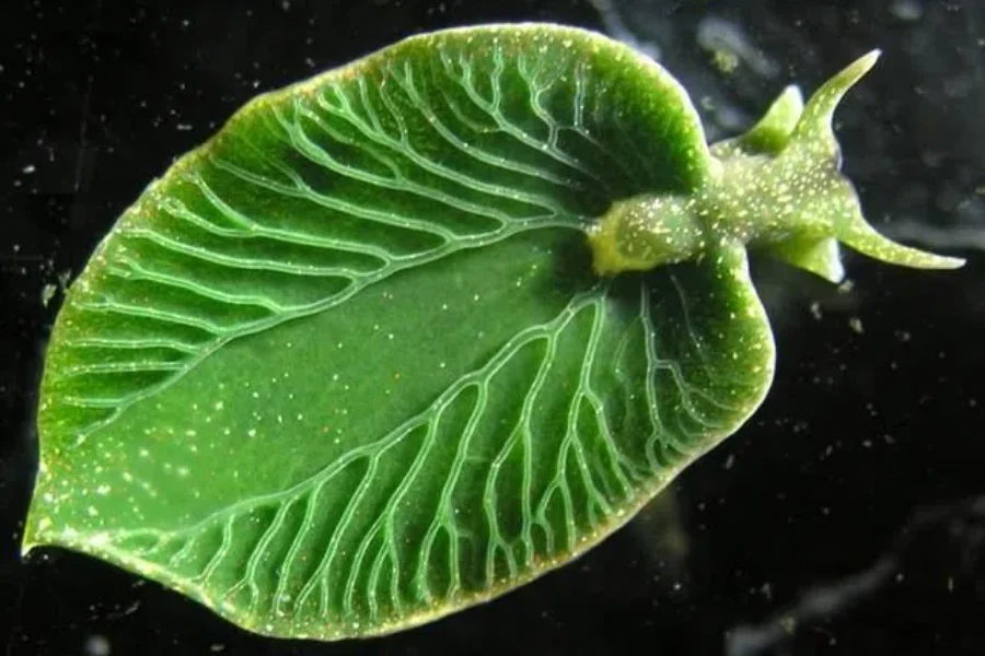 Aquatic Species Rediscovered In Nova Scotia