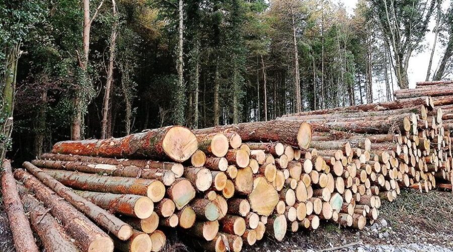 N.S. invests $1.8 million towards sustainable forestry and wildfire-risk reduction