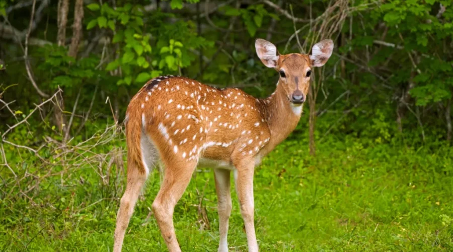 Bambi Was a Bluenoser: How a Nova Scotia Deer Inspired a Disney Classic