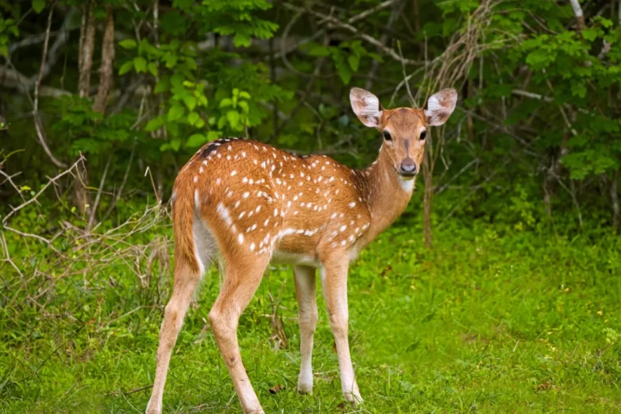 Bambi Was a Bluenoser: How a Nova Scotia Deer Inspired a Disney Classic